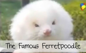 ferret-poodle-picture