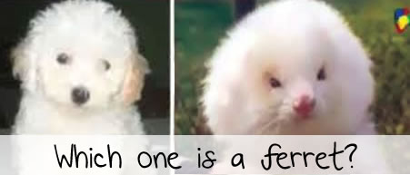 Steroid ferrets sold as poodles