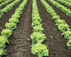 lettuce garden
