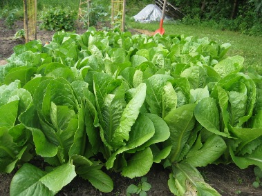 romaine lettuce recall 2010