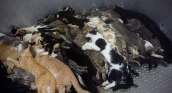 A Letter from a Shelter Manager – anonymous in North Carolina