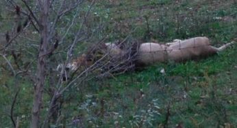 Exotic Animal’s Hunted by Ohio Police – Videos | Pictures