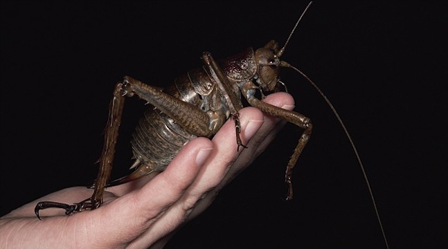 Giant Weta Insect Pictures - The World’s Biggest Insect, Eats Carrots