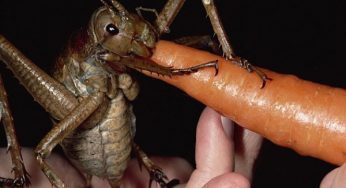 Giant Weta Insect Pictures – The World’s Biggest Insect, Eats Carrots