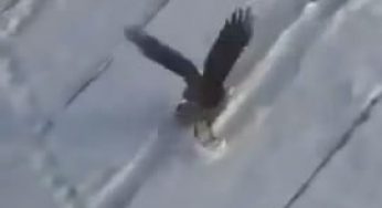 Crow Sledding Video : Viral on YouTube