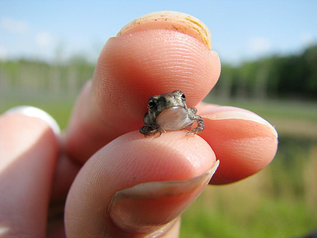 smallest frog