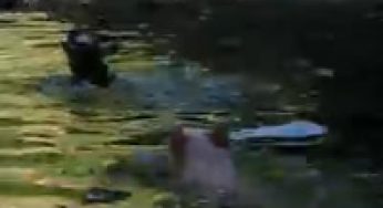 Pig Saves Baby Goat From Drowning {VIDEO}