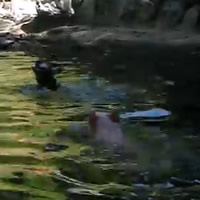 pig saves goat from drowning