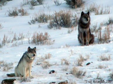 Yellowstone's Most Famous Wolf In The World Shot, 832f {Pictures} | SMSEO