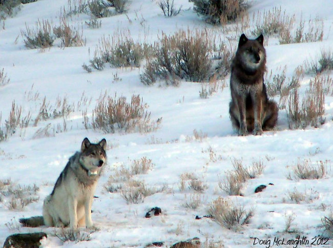 most famous wolf in world shot