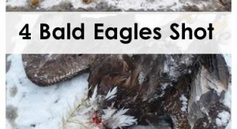 4 Bald Eagles Shot in Washington State Park