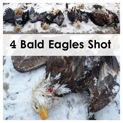 bald eagles shot washington reward