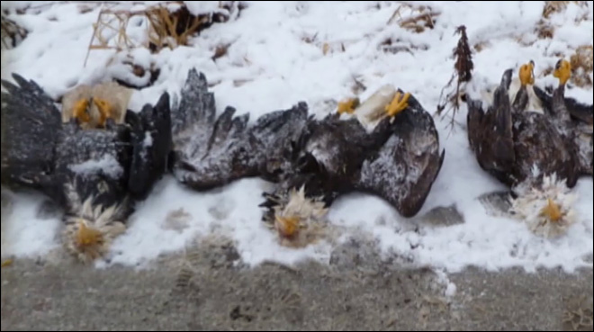 four-bald-eagles-shooter