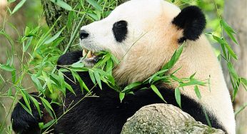 Panda Blood Could Lead to Super Drug