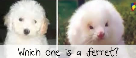 ferret steriods