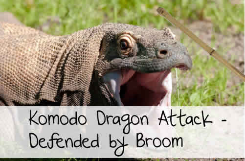 komodo dragon attack broom