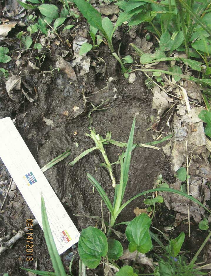 bigfoot tracks found