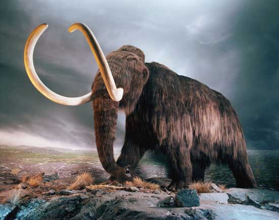 mammoth blood found