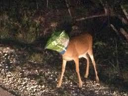 deer doritos bag picture