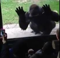 gorilla scares kids zoo video