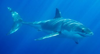 Pacifica Shark Attack Leaves Fishermen Terrified
