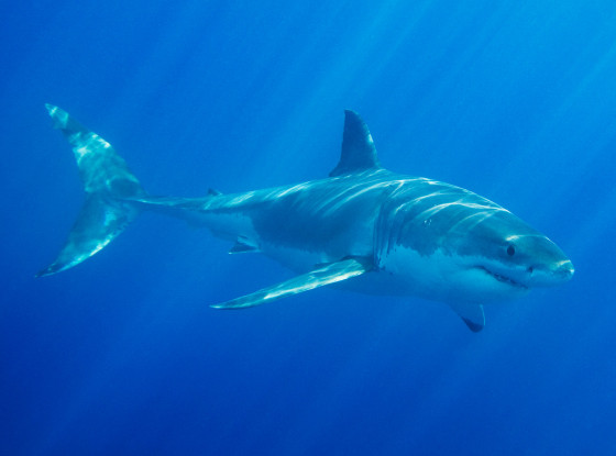 pacifica shark attack kayaker