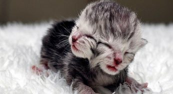 Two-Faced Kitten Miracle Birth