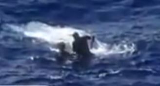 tuna capsizes boat