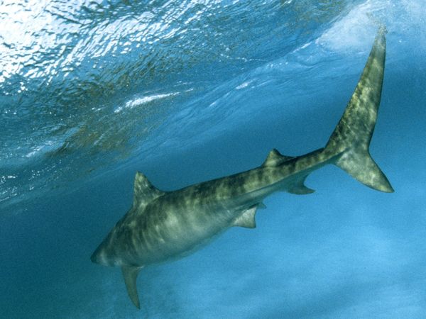 tiger-shark-attack-maui