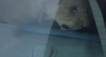 Man Lures a Runaway Lion Into Car