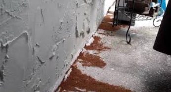 Crazy Ants Invasion Spreads from Florida to Texas