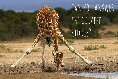 facebook giraffe riddle profile picture