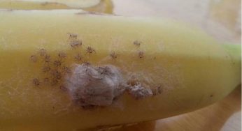 Brazilian Wandering Spider Wanders Over Bananas in London