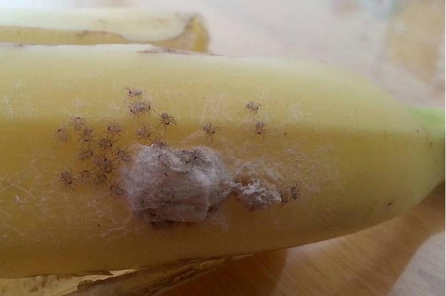 brazilian-wandering-spider-babies-banana