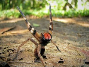 brazilian-wandering-spider-bananas-london-supermarket