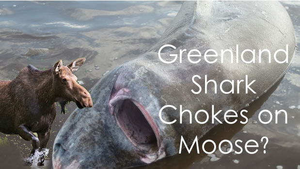 greenland shark chokes moose