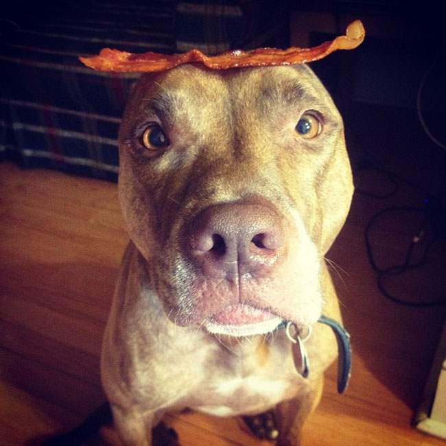 scout-dog-balances-stuff-on-head (23)