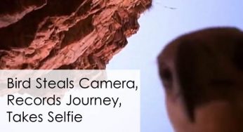 VIDEO: Bird Steals Camera and Records Journey (and takes selfie)