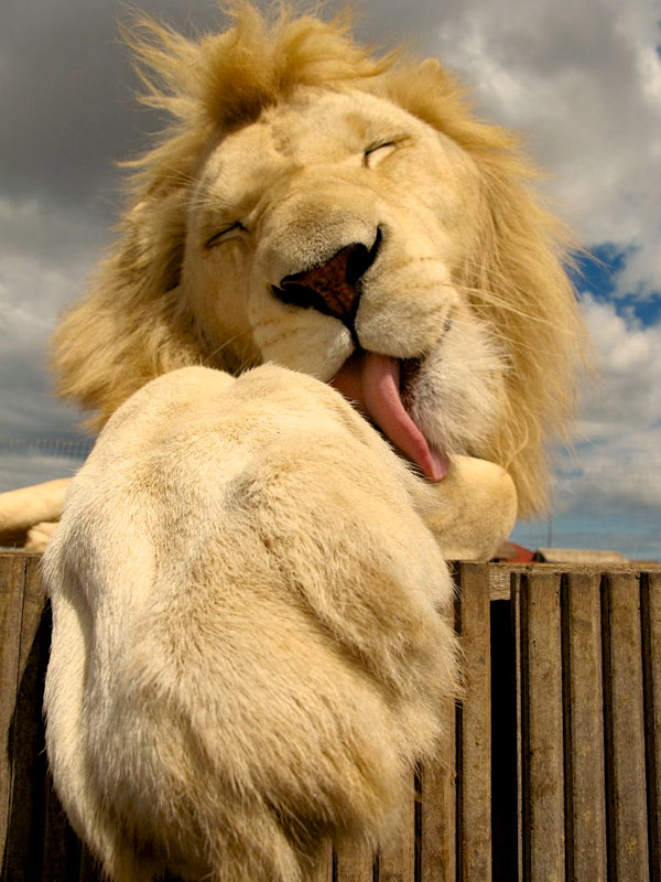 close-up-of-lion-licking-paw