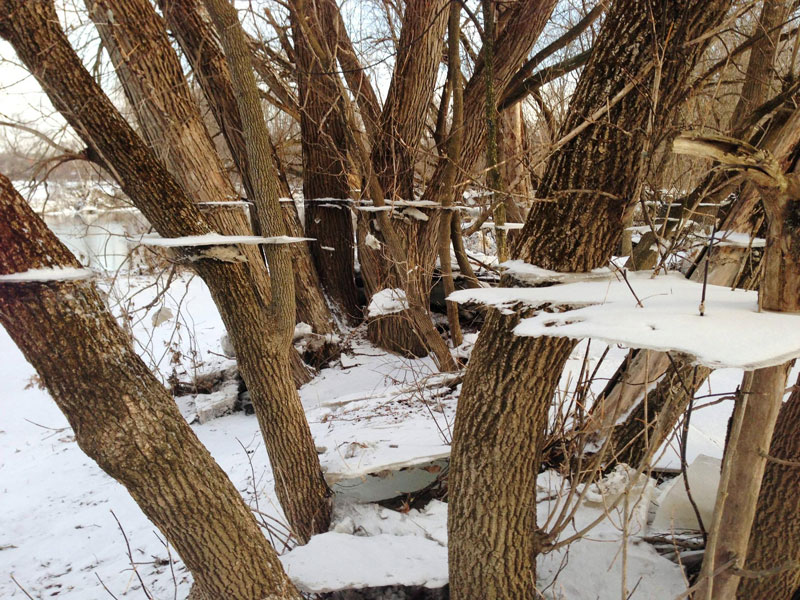ice and snow on tree after flood trippy effect