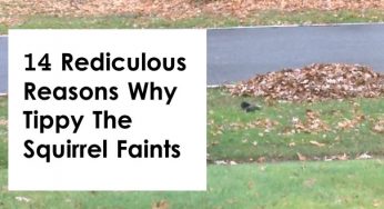 14 Rediculous Reasons Why Tippy The Squirrel Faints
