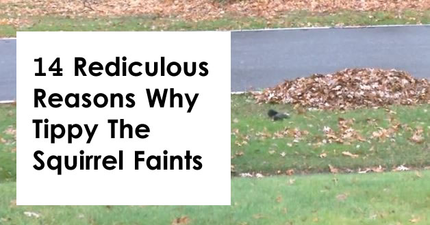 reasons why tippy squirrel faints