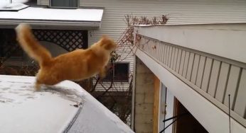 Cat “Waffles the Terrible” Jump Fail Goes Viral
