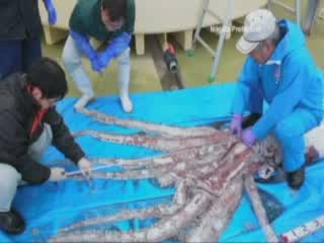 giant-squid-caught