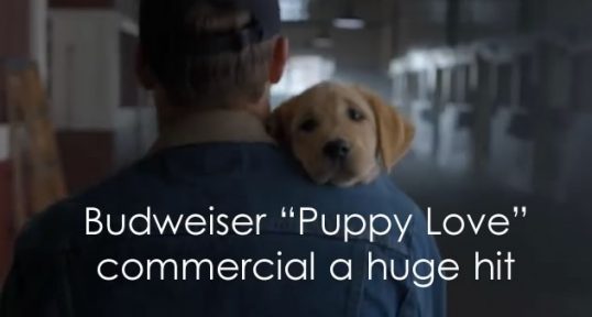 budweiser super bowl xlviii puppy love