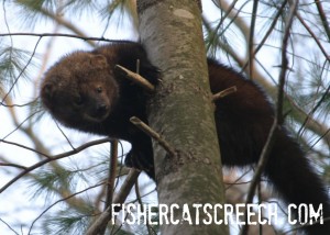 fisher cat