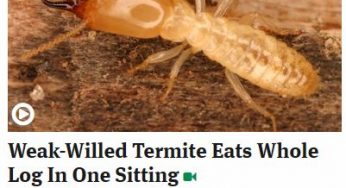 Facebook testing “satire” tags to avoid confusion from sites like The Onion
