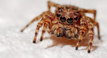 How to Make Your Site Accessible to the Search Engine Spiders