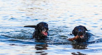 Blue Green Algae Kills 3 Dogs in North Carolina
